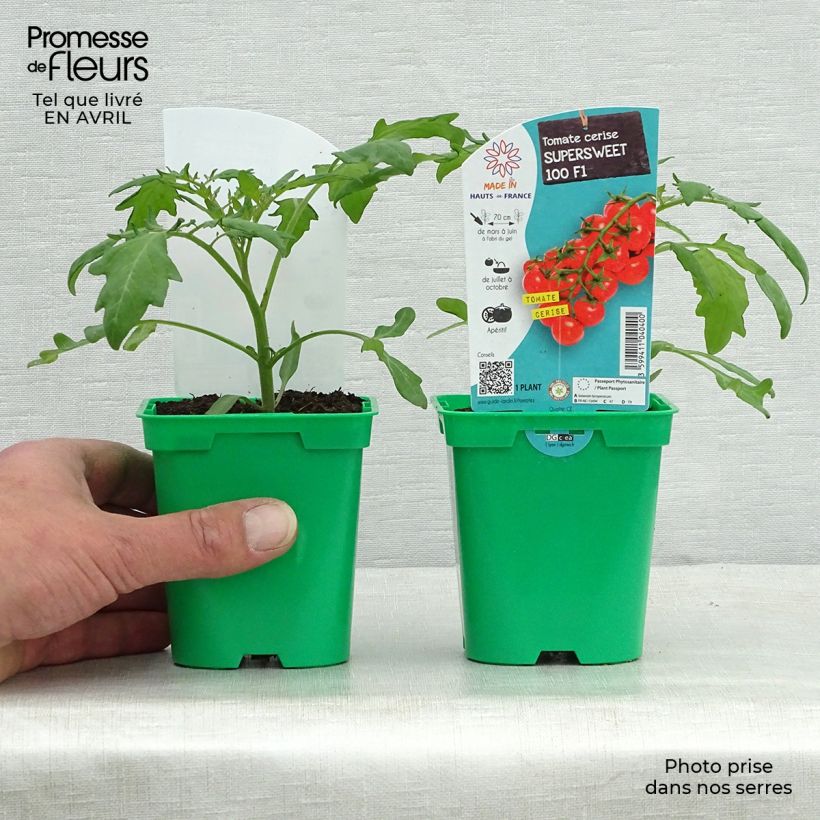 Tomate cherri Supersweet 100 (planta) Maceta de 10 cm/11 cm Ejemplar entregado en la primavera