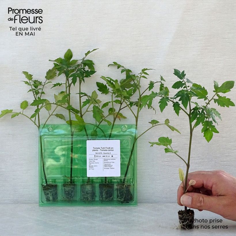 Tomate cherri Tutti Frutti minicepellón: Ø 3/4 cm Ejemplar entregado en la primavera