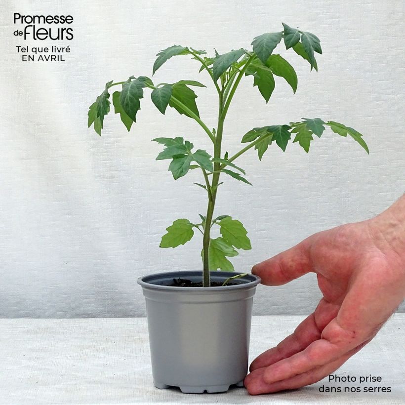 Tomate cherri Tutti Frutti Maceta de 8/9 cm Ejemplar entregado en la primavera