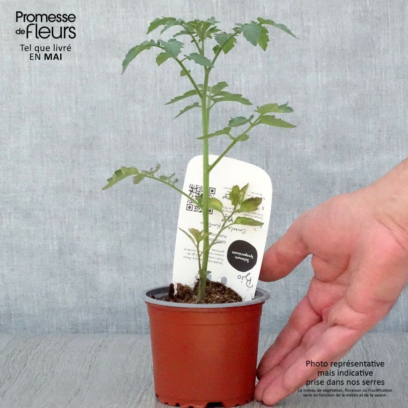 Tomate cherri Gusta Mini Red F1 Maceta de 10 cm/11 cm Ejemplar entregado en la primavera
