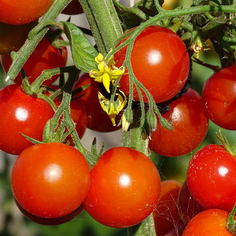 Tomate cherri Gusta Mini Red F1 (Cosecha)