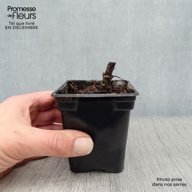 Tupinambo Nain - Hélianthus tuberosus Maceta de 7/8 cm Ejemplar entregado en invierno