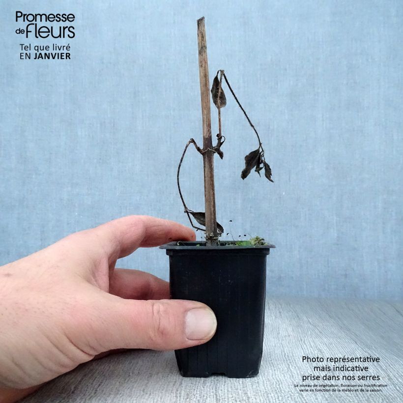 Tupinambo Fuseau Culinaire Maceta de 7/8 cm Ejemplar entregado en invierno