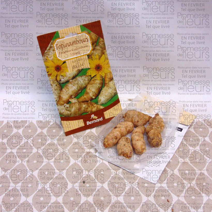 Ejemplo de ejemplar de Tupinambo Fuseau Culinaire Pieza tal y como se entrega