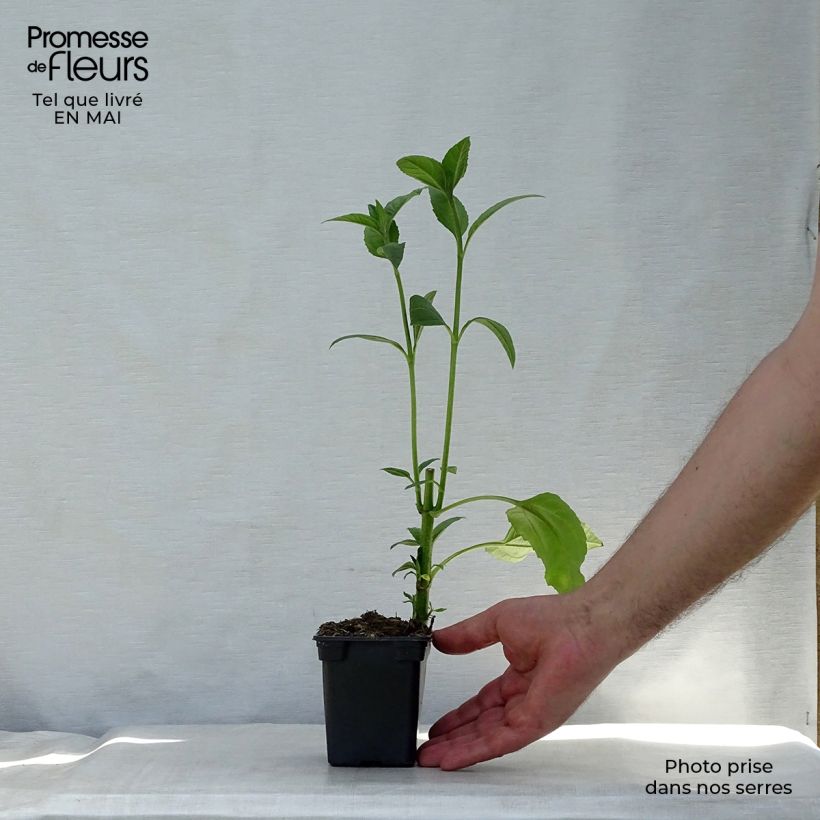 Tupinambo Fuseau Culinaire Maceta de 7/8 cm Ejemplar entregado en la primavera