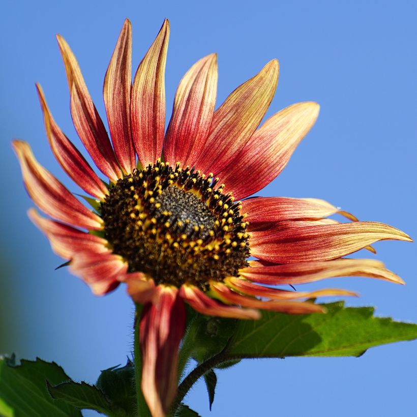 Girasol Ms. Mars (Floración)
