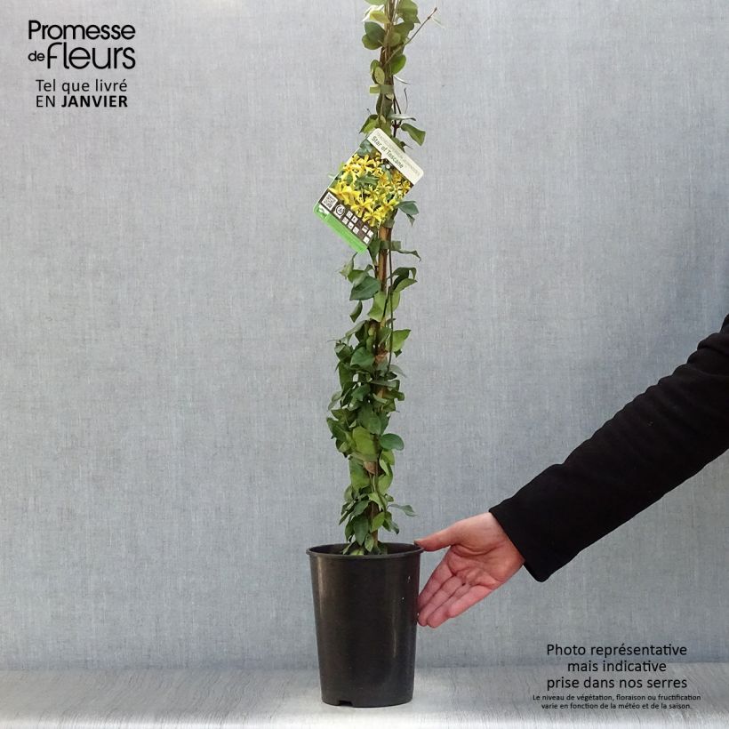 Jazmín de leche Star of Toscane Maceta 2L/3L Ejemplar entregado en invierno