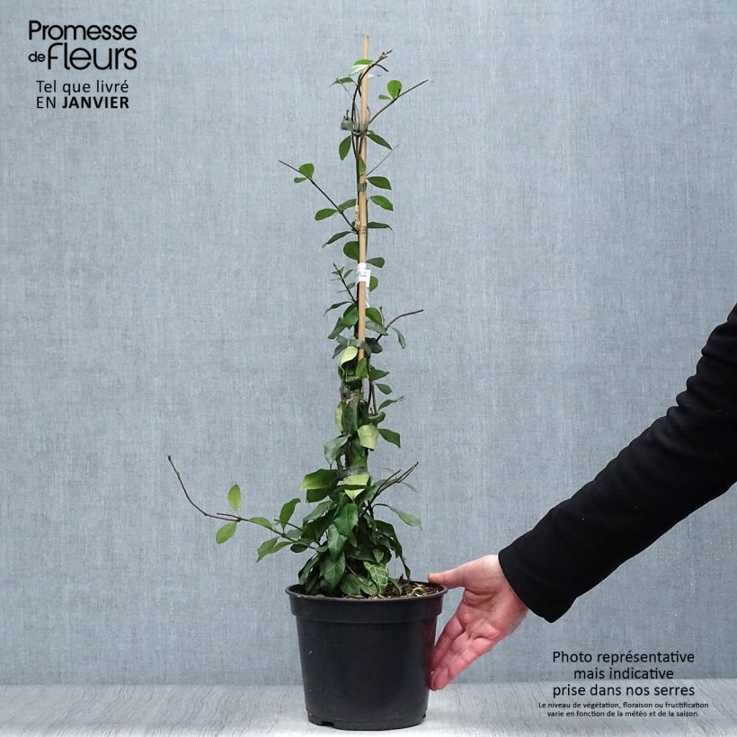 Jazmín asiático Chili & Vanilla Livano Maceta 3L/4L Ejemplar entregado en invierno
