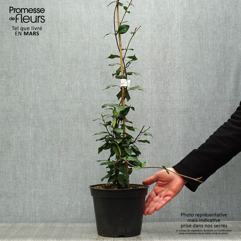 Jazmín asiático Chili & Vanilla Livano Maceta 3L/4L Ejemplar entregado en la primavera
