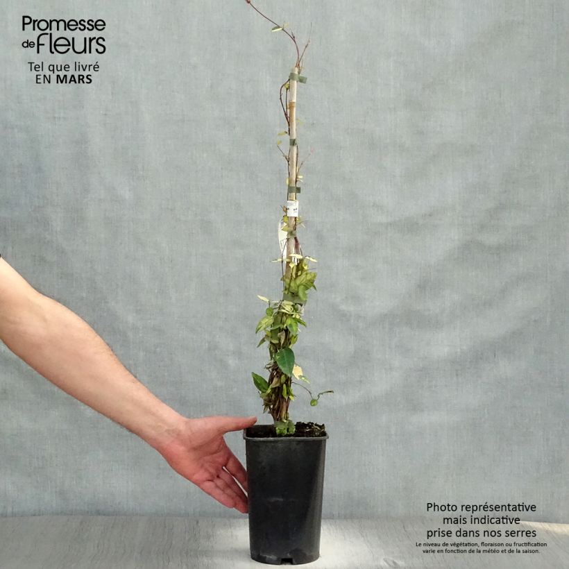 Jazmín asiático Ogon-Nishiki Maceta 2L/3L Ejemplar entregado en la primavera