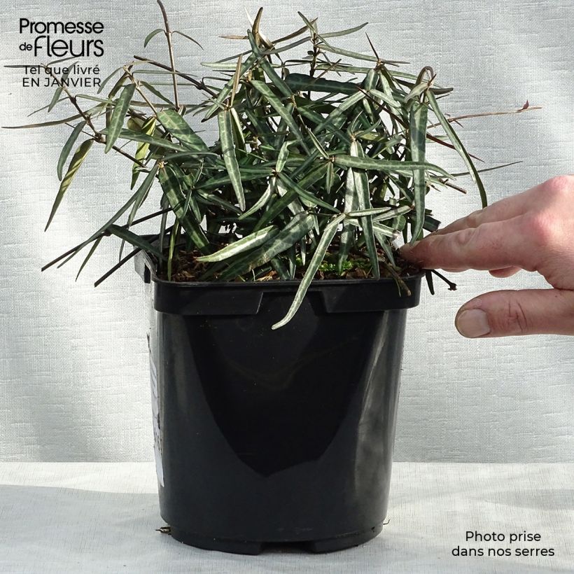 Jazmín asiático Theta Maceta 3L/4L Ejemplar entregado en invierno