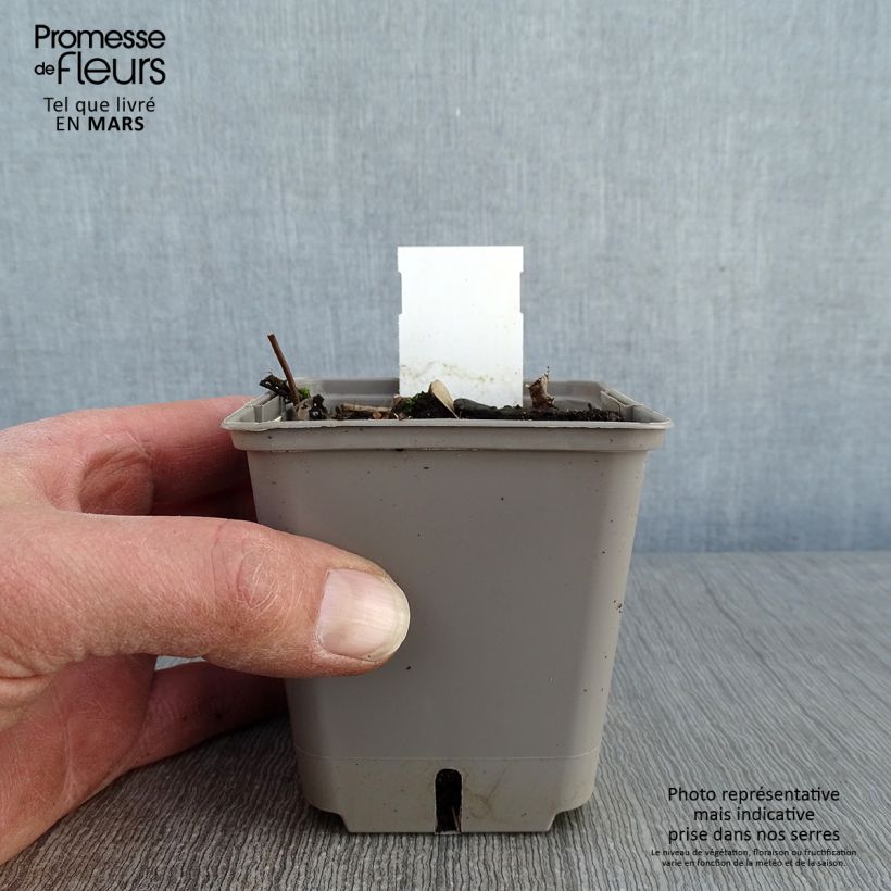 Jazmín asiático Theta Maceta de 8/9 cm Ejemplar entregado en invierno