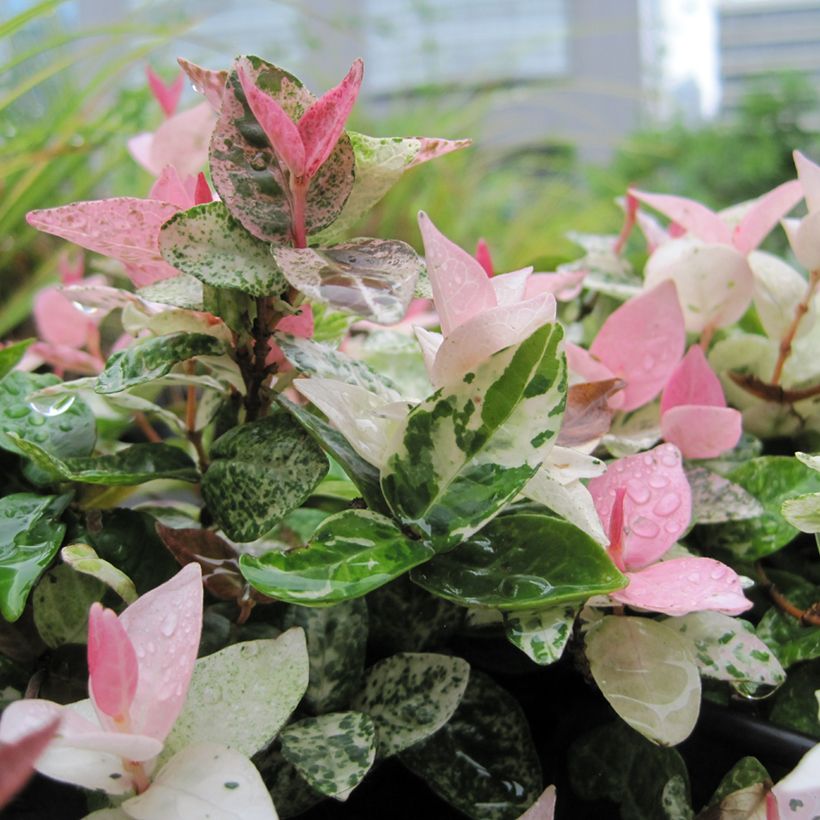 Jazmín asiático Tricolor - Trachelospermum asiaticum (Follaje)