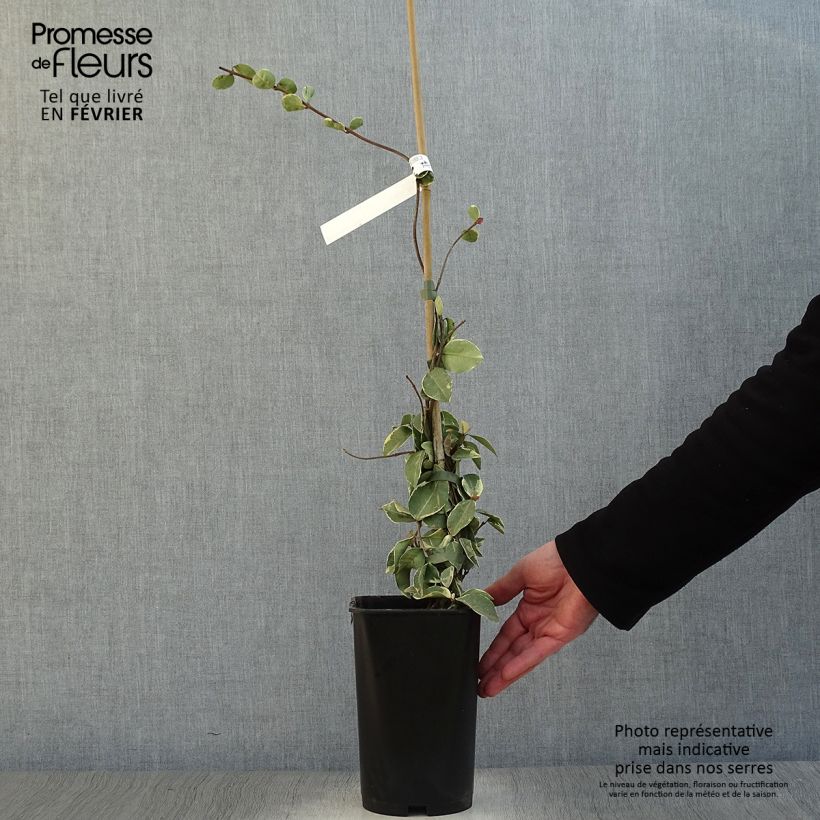 Jazmín de leche Variegatum Maceta 2L/3L Ejemplar entregado en invierno