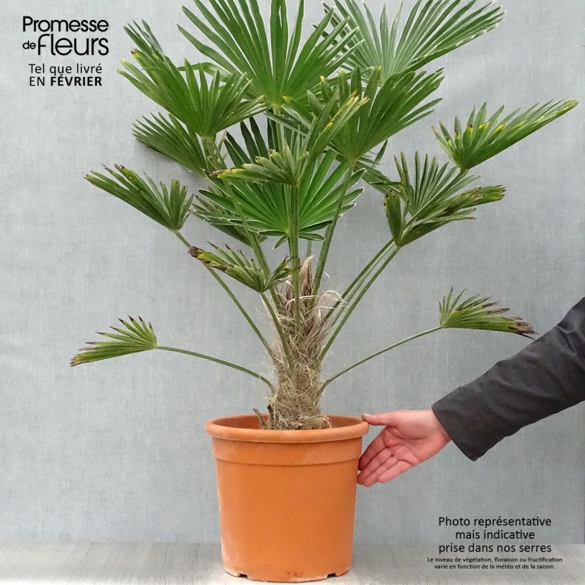Trachycarpus wagnerianus Maceta 12L/15L Ejemplar entregado en invierno
