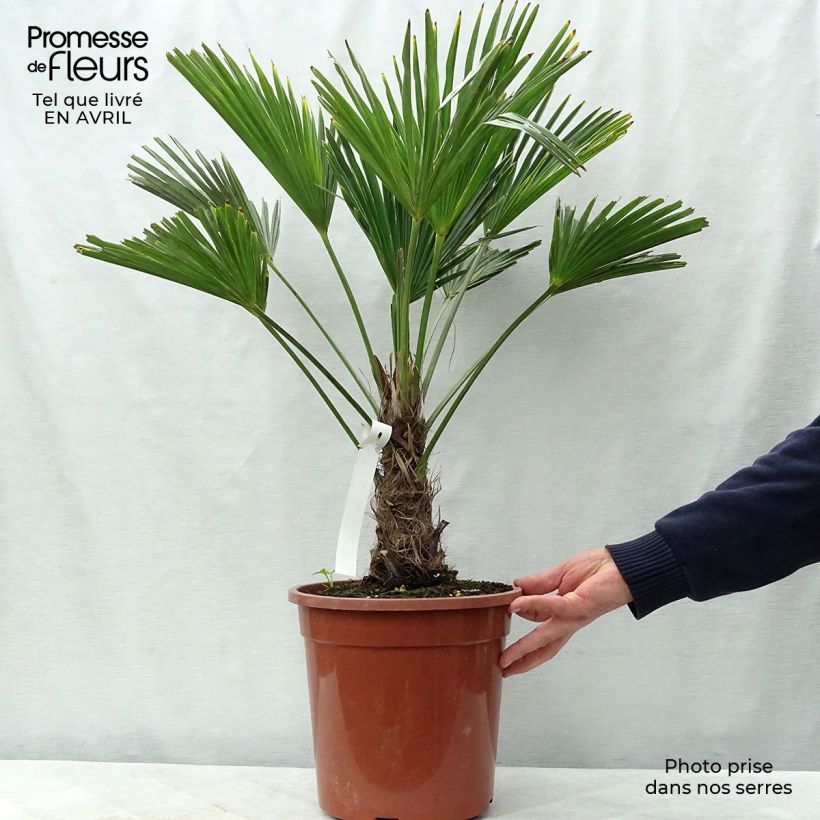 Trachycarpus wagnerianus Maceta 6L/7L Ejemplar entregado en la primavera