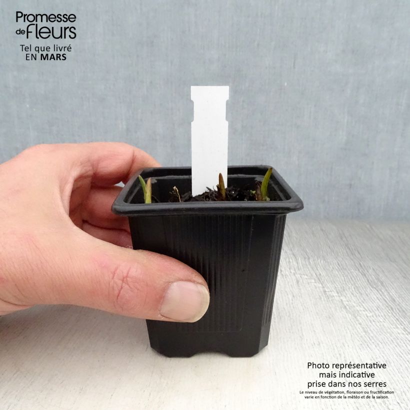 Tradescantia andersoniana Domaine de Courson Maceta de 8/9 cm Ejemplar entregado en la primavera