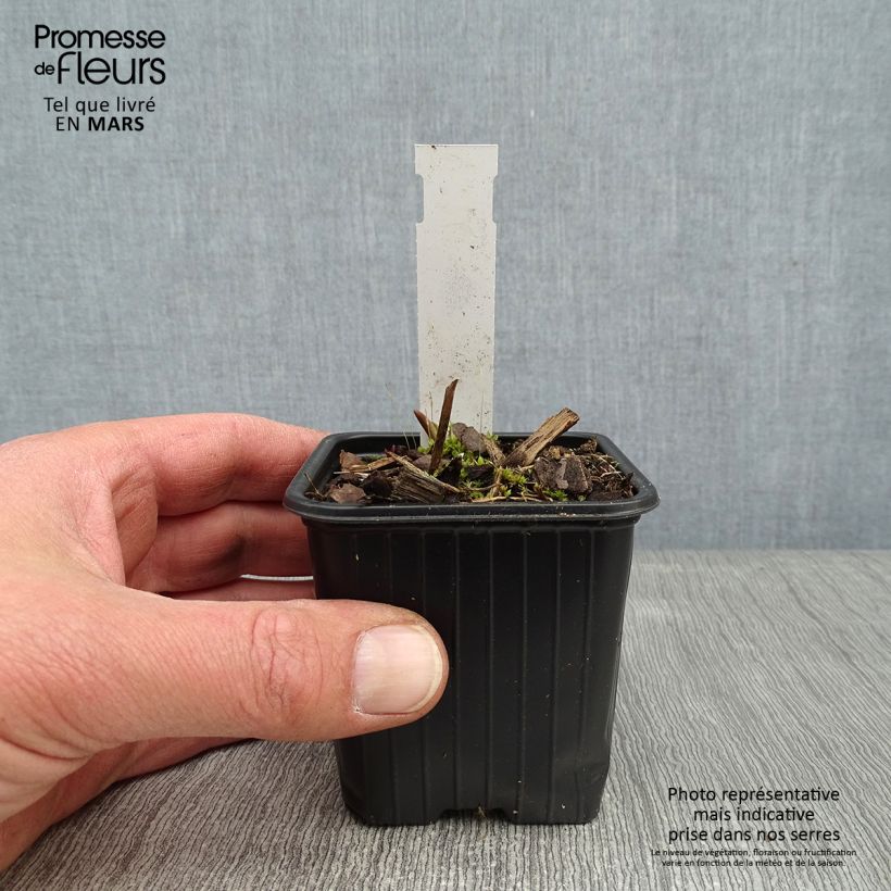 Tradescantia andersoniana Domaine de Courson Maceta de 8/9 cm Ejemplar entregado en invierno