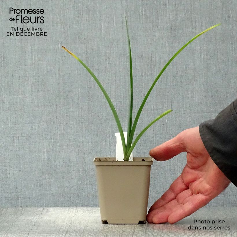 Tradescantia andersoniana JC Weguelin Maceta de 8/9 cm Ejemplar entregado en invierno