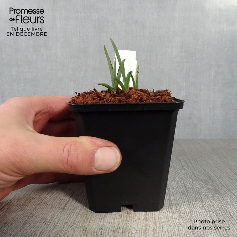 Tradescantia andersoniana Innocence Maceta de 8/9 cm Ejemplar entregado en invierno