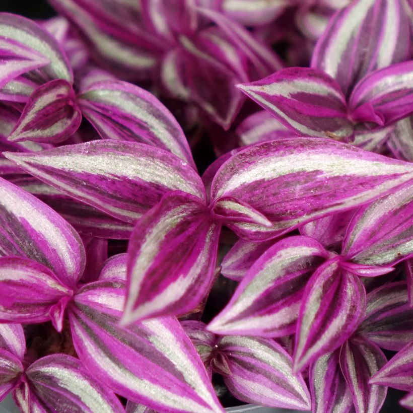 Tradescantia zebrina Pink Paradise - Planta amor de hombre (Follaje)