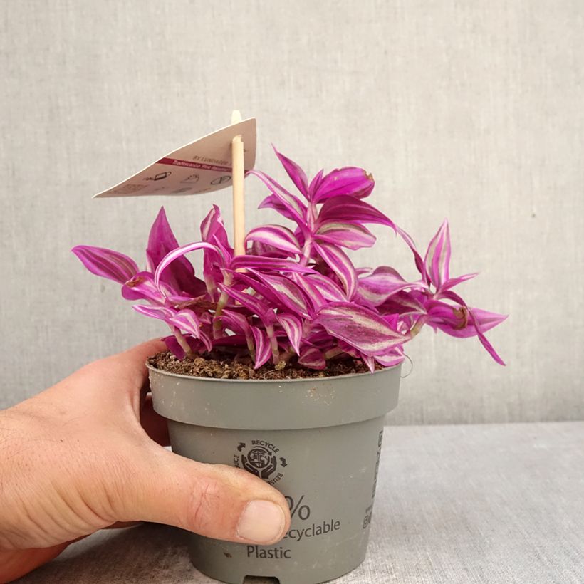 Tradescantia zebrina Pink Paradise - Planta amor de hombre Maceta de 12 cm / 13 cm Ejemplar entregado en la primavera