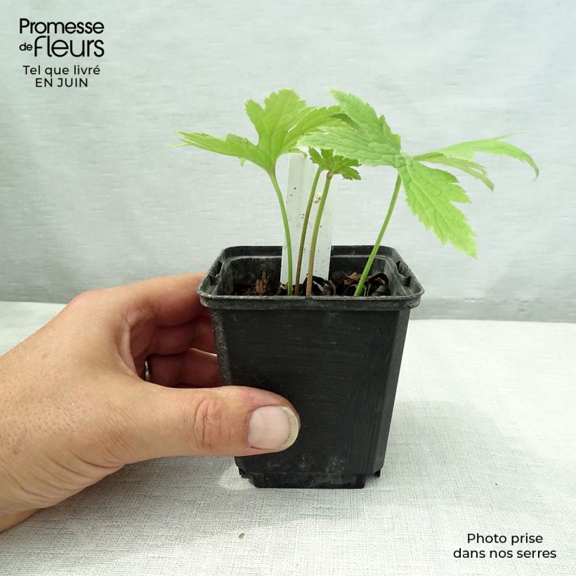 Ejemplar de Trautvetteria caroliniensis Maceta de 8/9 cm entregado en verano