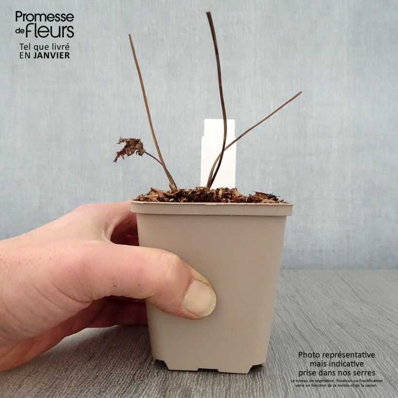 Trautvetteria caroliniensis Maceta de 8/9 cm Ejemplar entregado en invierno