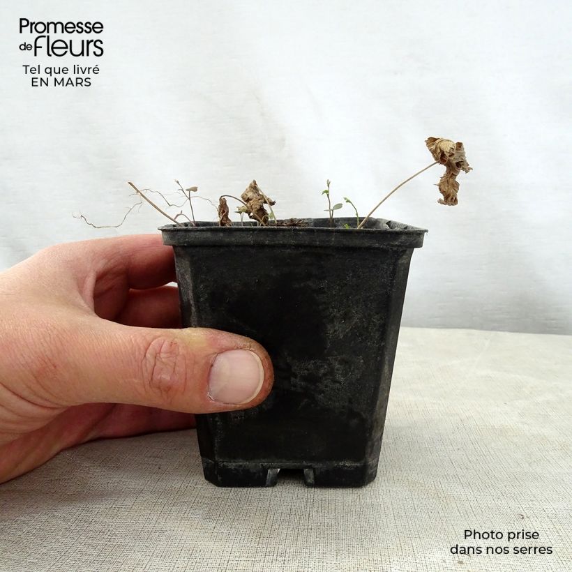 Trautvetteria caroliniensis Maceta de 8/9 cm Ejemplar entregado en la primavera