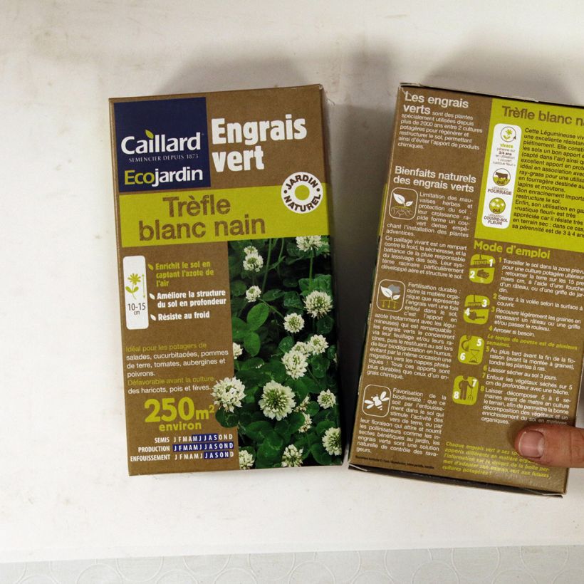 Ejemplo de ejemplar de Trébol blanco enano nain - Trifolium repens Semillas tal y como se entrega