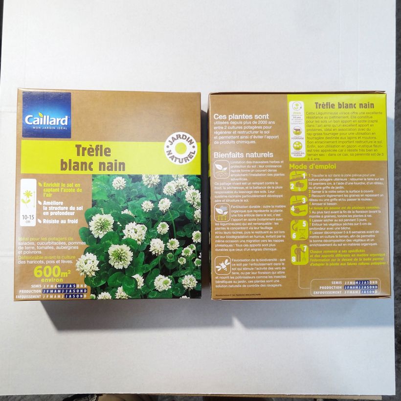 Ejemplo de ejemplar de Trébol blanco enano nain - Trifolium repens Semillas tal y como se entrega