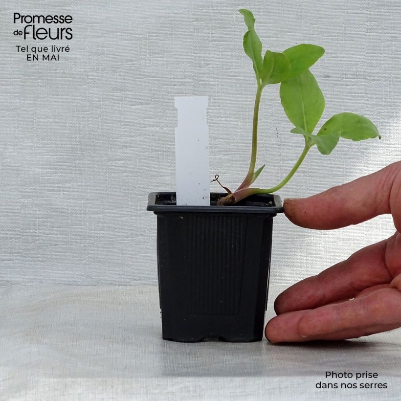 Menyanthes trifoliata - Trebol de agua Maceta de 8/9 cm Ejemplar entregado en la primavera