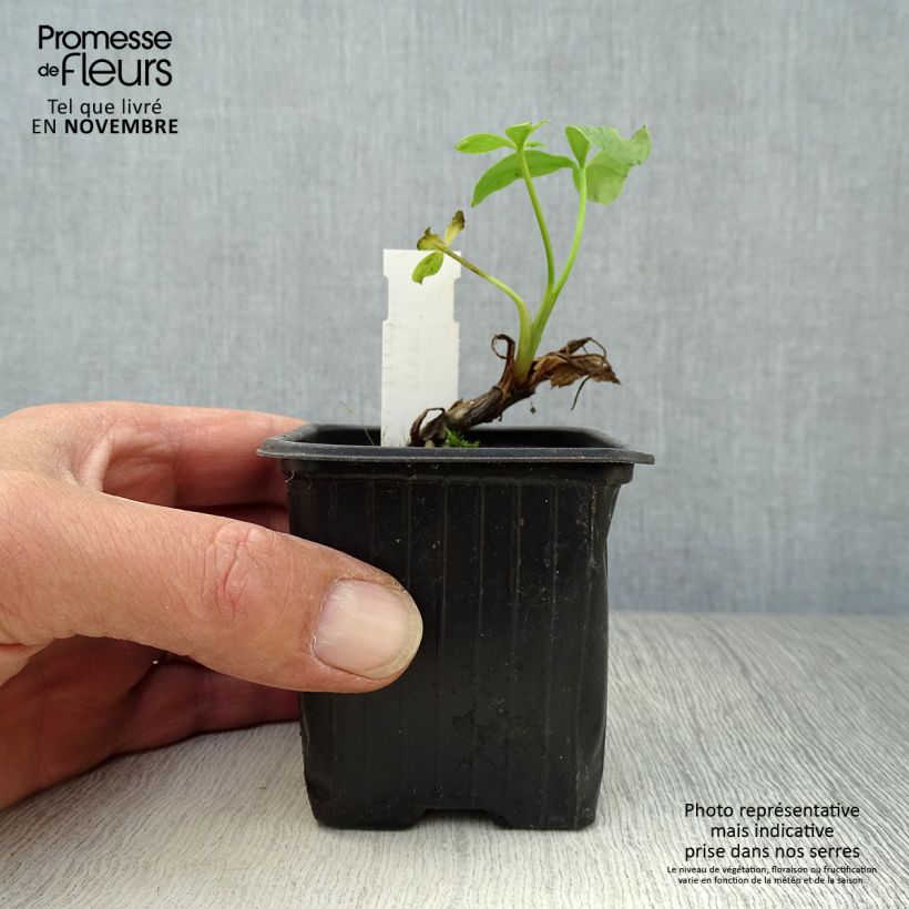 Ejemplar de Menyanthes trifoliata - Trebol de agua Maceta de 8/9 cm entregado en otoño