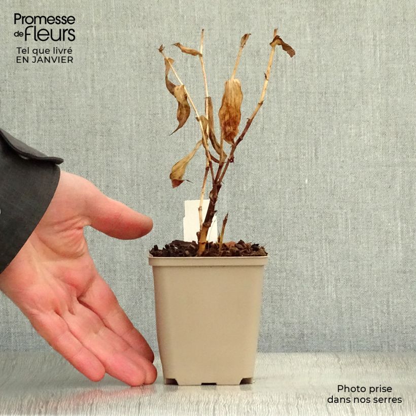 Tricyrtis hirta formosana Sinonome - Lirio sapo Maceta de 8/9 cm Ejemplar entregado en invierno