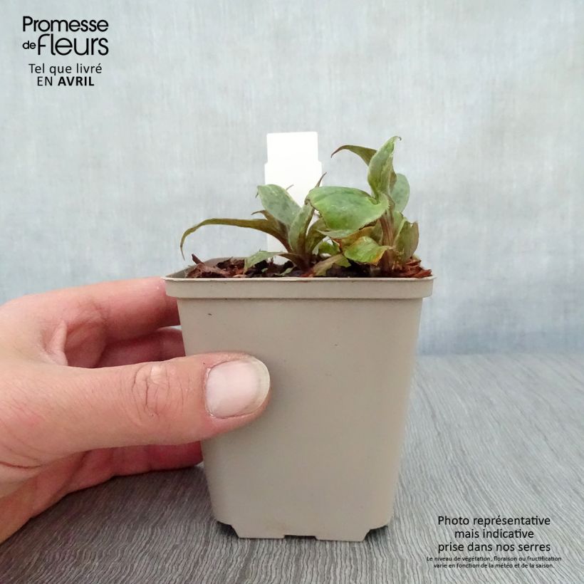 Tricyrtis hirta formosana Sinonome - Lirio sapo Maceta de 8/9 cm Ejemplar entregado en la primavera