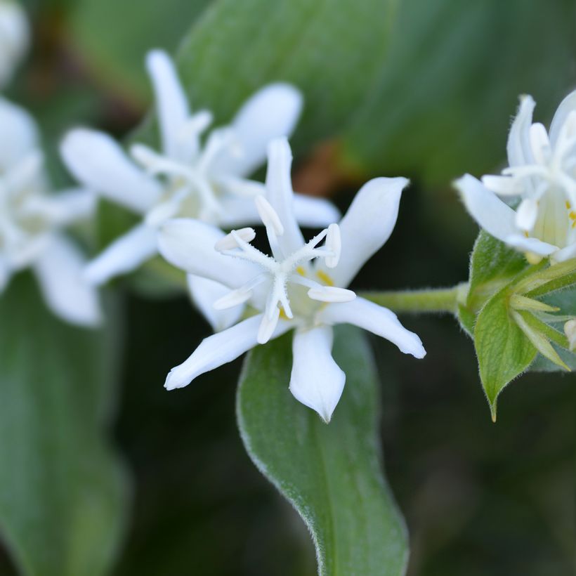 Tricyrtis hirta Alba - Lirio sapo (Floración)