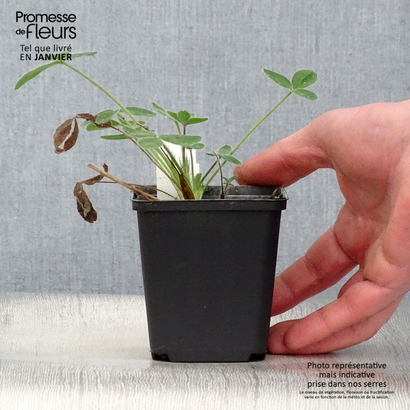 Trifolium ochroleucon Maceta de 8/9 cm Ejemplar entregado en invierno