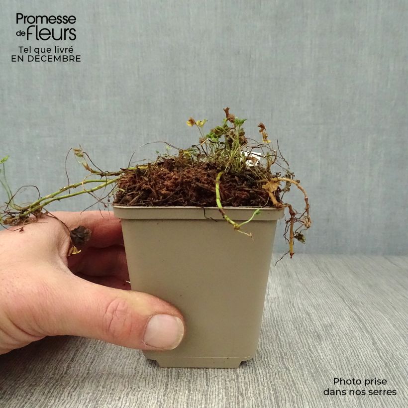 Trifolium repens Pentaphyllum - Trébol blanco Maceta de 8/9 cm Ejemplar entregado en invierno