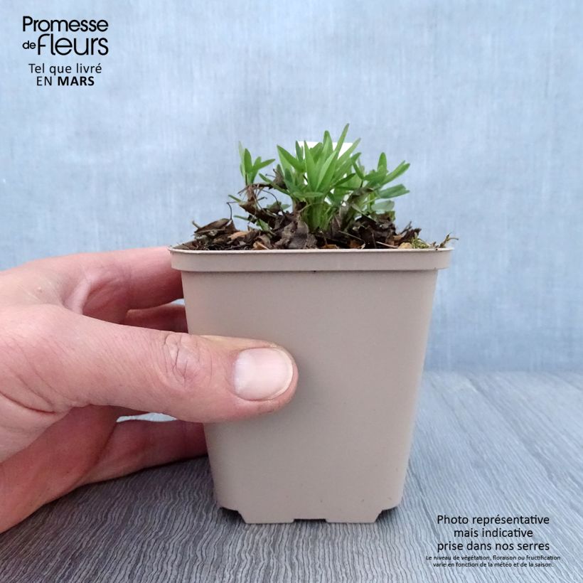 Trifolium rubens Peachy Pink - Alfalfa roja Maceta de 8/9 cm Ejemplar entregado en la primavera