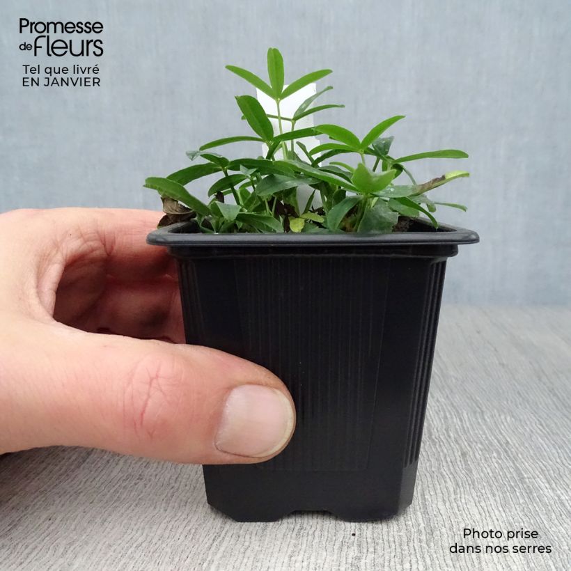 Trifolium rubens - Alfalfa roja Maceta de 8/9 cm Ejemplar entregado en invierno