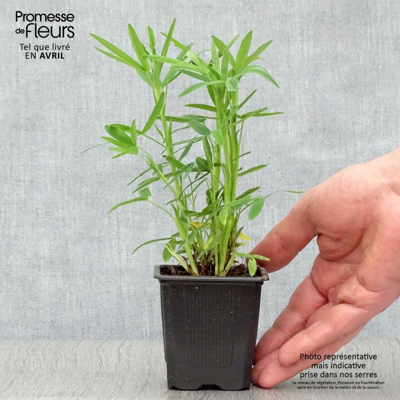 Trifolium rubens - Alfalfa roja Maceta de 8/9 cm Ejemplar entregado en la primavera