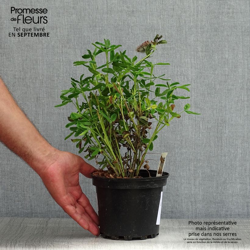 Ejemplar de Trifolium rubens - Alfalfa roja Maceta 2L/3L entregado en verano