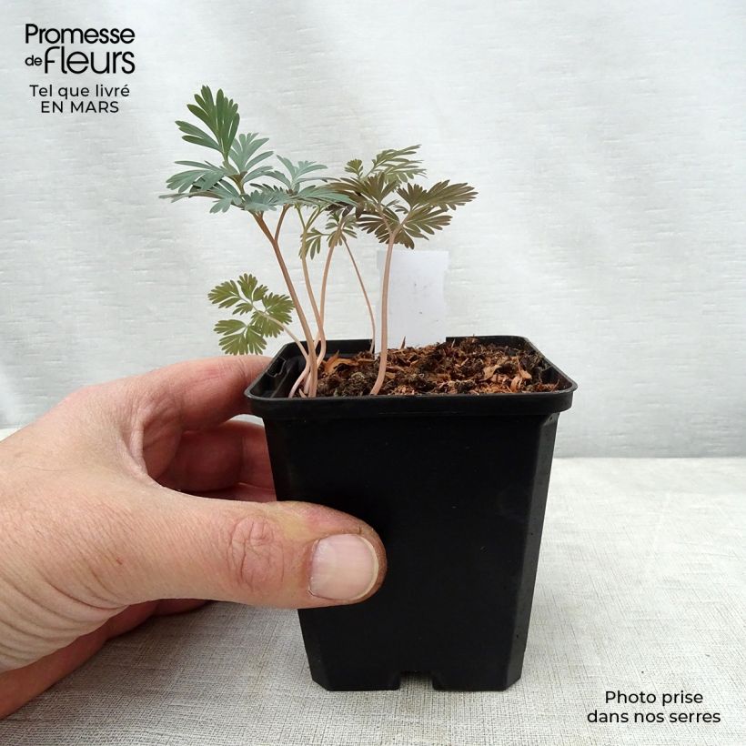 Trillium flexipes Maceta de 8/9 cm Ejemplar entregado en la primavera