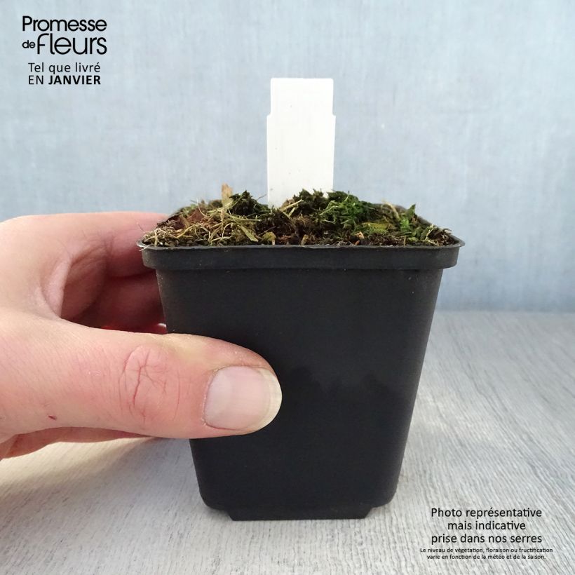 Trillium luteum Maceta de 8/9 cm Ejemplar entregado en invierno