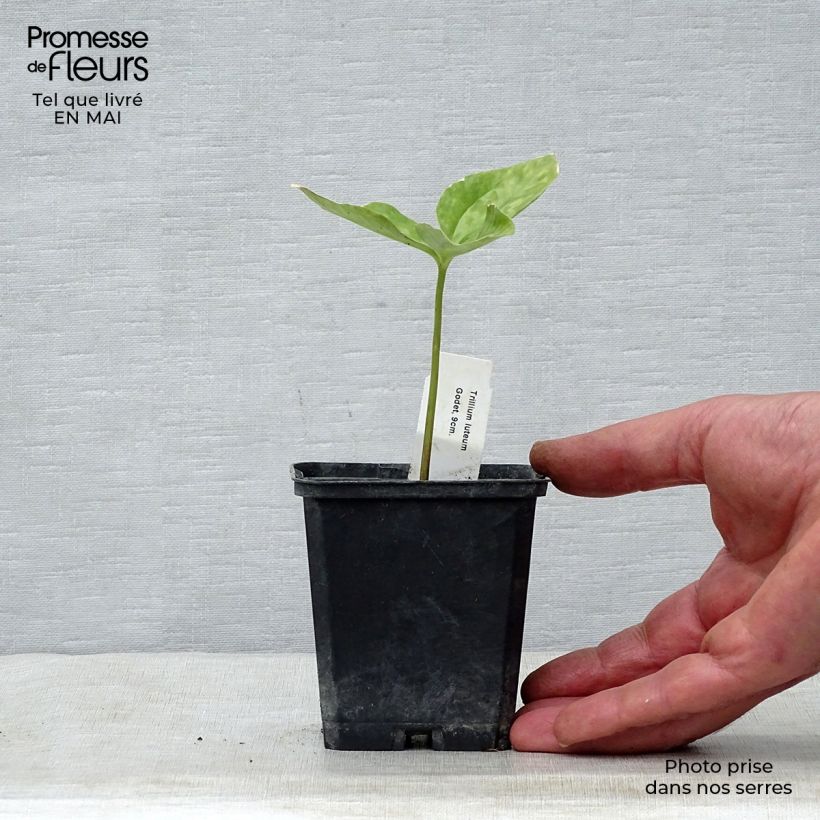 Trillium luteum Maceta de 8/9 cm Ejemplar entregado en la primavera