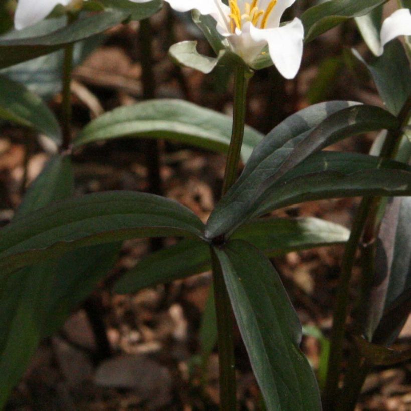 Trillium pusillum (Follaje)