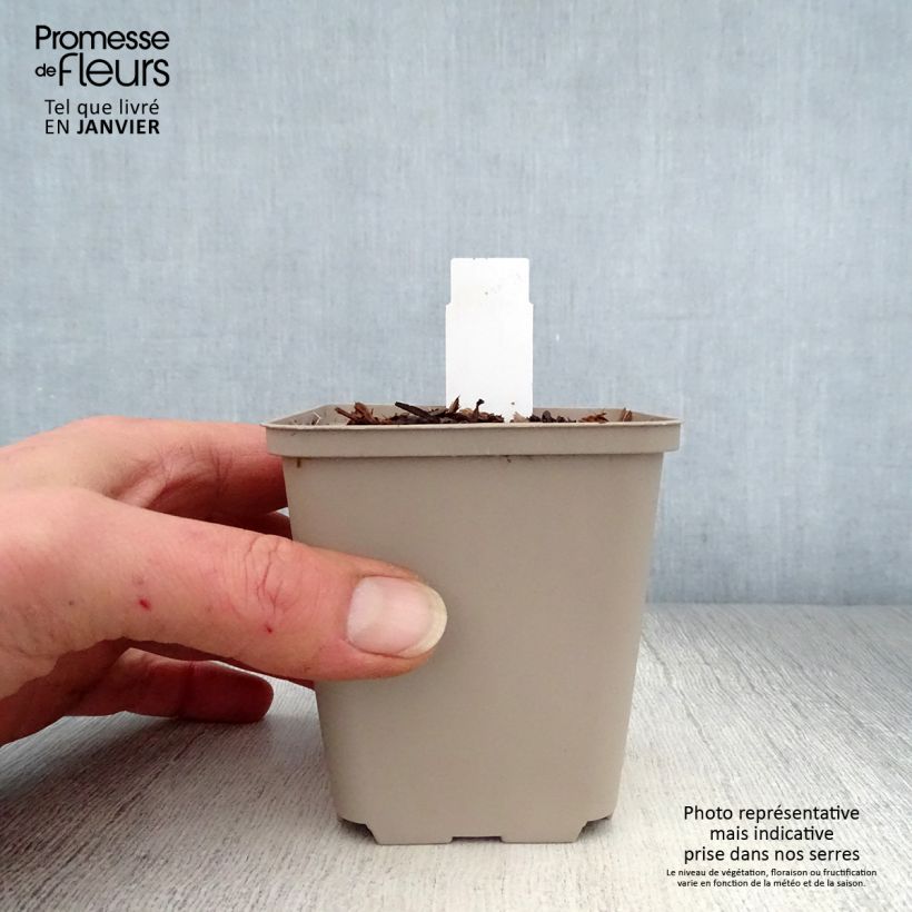 Trillium recurvatum Maceta de 8/9 cm Ejemplar entregado en invierno