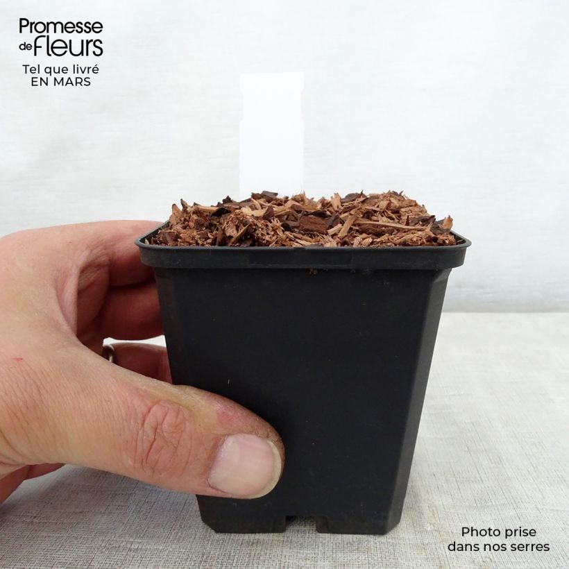 Trillium recurvatum Maceta de 8/9 cm Ejemplar entregado en la primavera