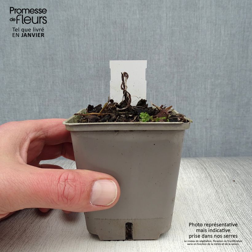 Kniphofia Lemon Popsicle Maceta de 8/9 cm Ejemplar entregado en invierno