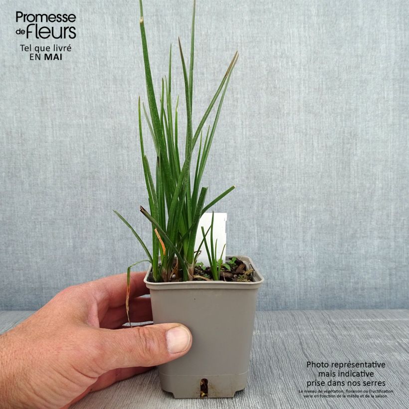 Kniphofia Lemon Popsicle Maceta de 8/9 cm Ejemplar entregado en la primavera